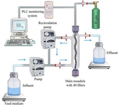 Nitrogen Removal From Nitrate-Containing Wastewaters in Hydrogen-Based Membrane Biofilm Reactors via Hydrogen Autotrophic Denitrification: Biofilm Structure, Microbial Community and Optimization Strategies